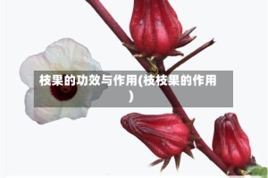 枝果的功效与作用(枝枝果的作用)
