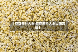 【豆芽图片大全,豆芽图片大全大图高清】