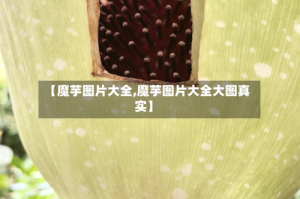 【魔芋图片大全,魔芋图片大全大图真实】