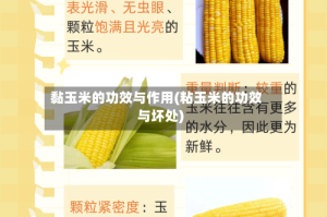 黏玉米的功效与作用(粘玉米的功效与坏处)