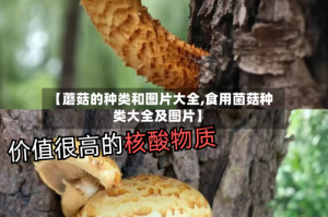 【蘑菇的种类和图片大全,食用菌菇种类大全及图片】