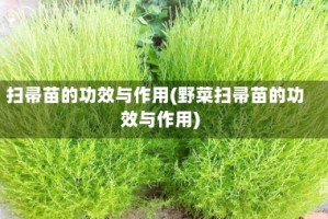 扫帚苗的功效与作用(野菜扫帚苗的功效与作用)