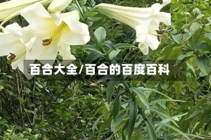 百合大全/百合的百度百科