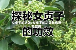 女贞子的功效/女贞子的功效与作用及禁忌