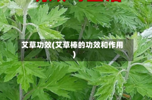 艾草功效(艾草棒的功效和作用)