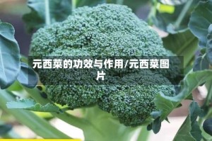 元西菜的功效与作用/元西菜图片
