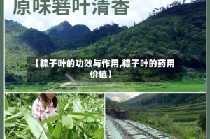 【粽子叶的功效与作用,粽子叶的药用价值】