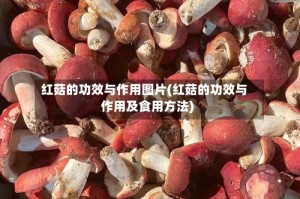 红菇的功效与作用图片(红菇的功效与作用及食用方法)
