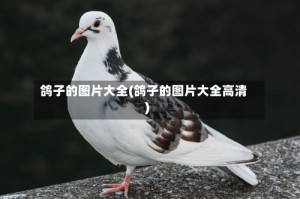 鸽子的图片大全(鸽子的图片大全高清)