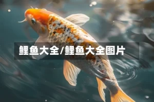 鲤鱼大全/鲤鱼大全图片