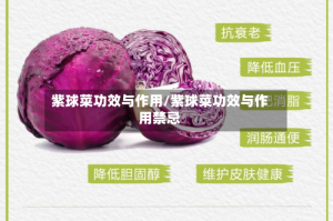 紫球菜功效与作用/紫球菜功效与作用禁忌