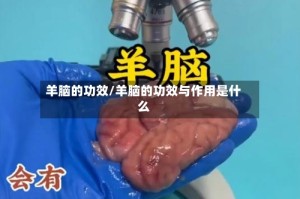 羊脑的功效/羊脑的功效与作用是什么