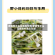 野蒜有什么功效和作用/野葱有什么功效和作用与主治