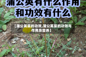 【蒲公英菜的功效,蒲公英菜的功效与作用及营养】