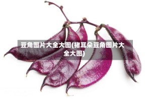 豆角图片大全大图(猪耳朵豆角图片大全大图)