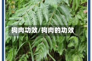 狗肉功效/狗肉的功效