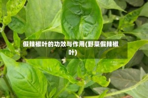 假辣椒叶的功效与作用(野菜假辣椒叶)