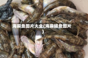 海麻鱼图片大全(海麻鳝鱼图片)