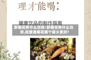 野菊花有什么功效/野菊花有什么功效,和普通菊花哪个降火更好?
