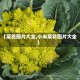 【菜花图片大全,小米菜花图片大全】