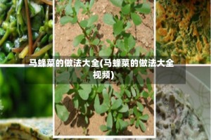 马蜂菜的做法大全(马蜂菜的做法大全视频)