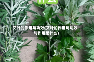 艾叶的作用与功效(艾叶的作用与功效与作用是什么)