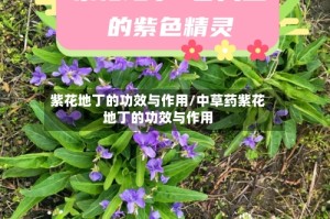 紫花地丁的功效与作用/中草药紫花地丁的功效与作用