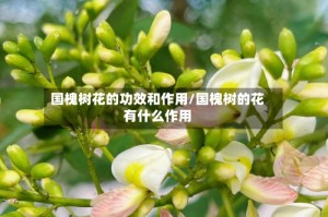 国槐树花的功效和作用/国槐树的花有什么作用