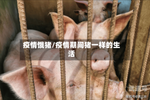 疫情饿猪/疫情期间猪一样的生活