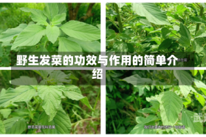 野生发菜的功效与作用的简单介绍