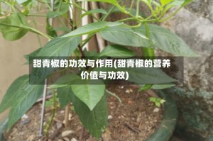 甜青椒的功效与作用(甜青椒的营养价值与功效)