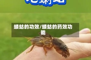 蝼蛄的功效/蝼蛄的药效功能