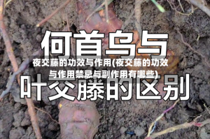 夜交藤的功效与作用(夜交藤的功效与作用禁忌与副作用有哪些)