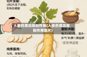 人参药用功效和作用(人参药用功效和作用图片)