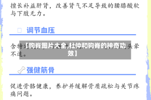 【狗脊图片大全,杜仲和狗脊的神奇功效】