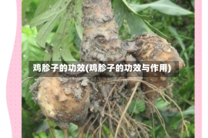 鸡胗子的功效(鸡胗子的功效与作用)