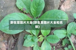 野生菜图片大全(野生菜图片大全和名称)
