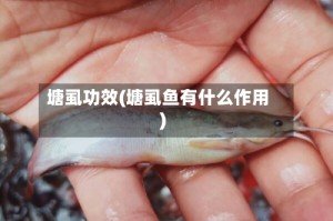 塘虱功效(塘虱鱼有什么作用)