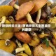 蘑菇种类大全/蘑菇种类大全图能吃的蘑菇