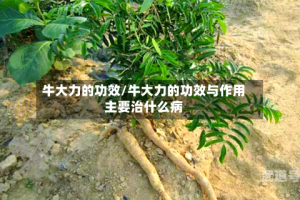 牛大力的功效/牛大力的功效与作用主要治什么病