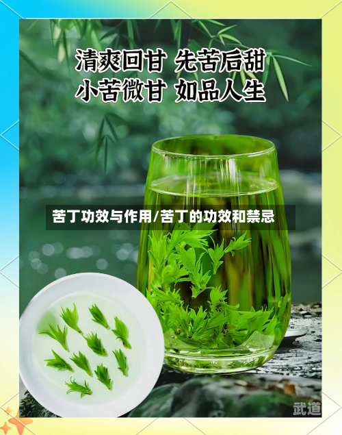 苦丁功效与作用/苦丁的功效和禁忌-第1张图片