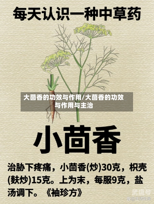 大茴香的功效与作用/大茴香的功效与作用与主治-第2张图片
