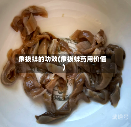 象拔蚌的功效(象拔蚌药用价值)-第2张图片