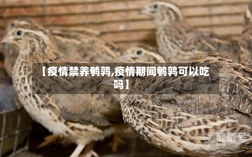 【疫情禁养鹌鹑,疫情期间鹌鹑可以吃吗】-第3张图片