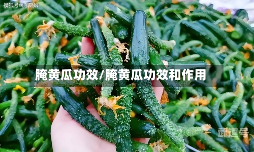 腌黄瓜功效/腌黄瓜功效和作用-第3张图片