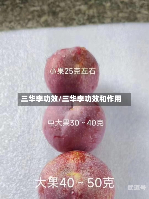 三华李功效/三华李功效和作用-第2张图片