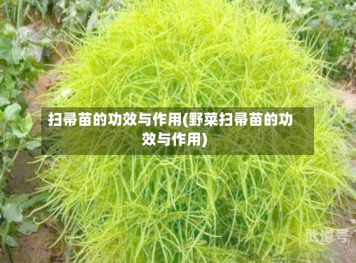 扫帚苗的功效与作用(野菜扫帚苗的功效与作用)-第3张图片
