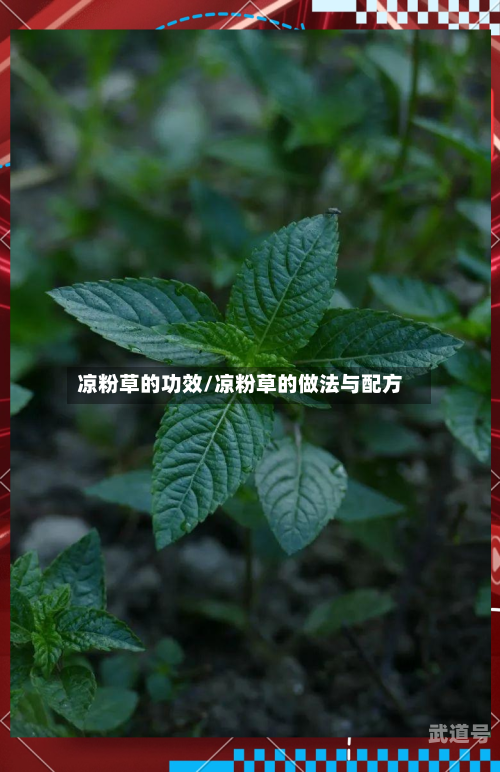 凉粉草的功效/凉粉草的做法与配方-第2张图片