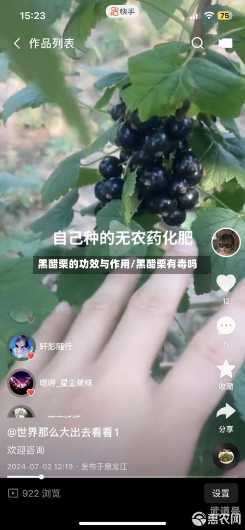 黑醋栗的功效与作用/黑醋栗有毒吗-第3张图片