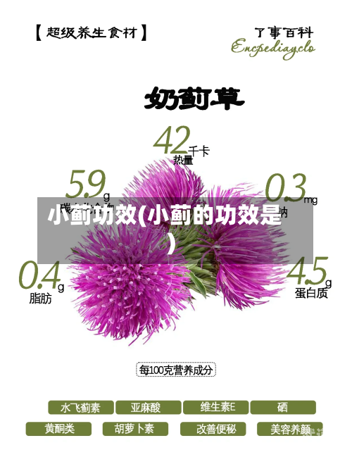 小蓟功效(小蓟的功效是)-第2张图片